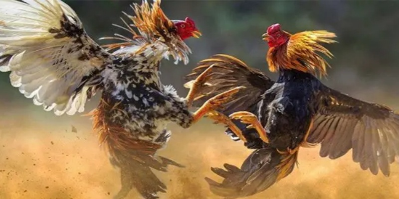 3 loại kèo cược phổ biến ở sảnh đá gà BK8